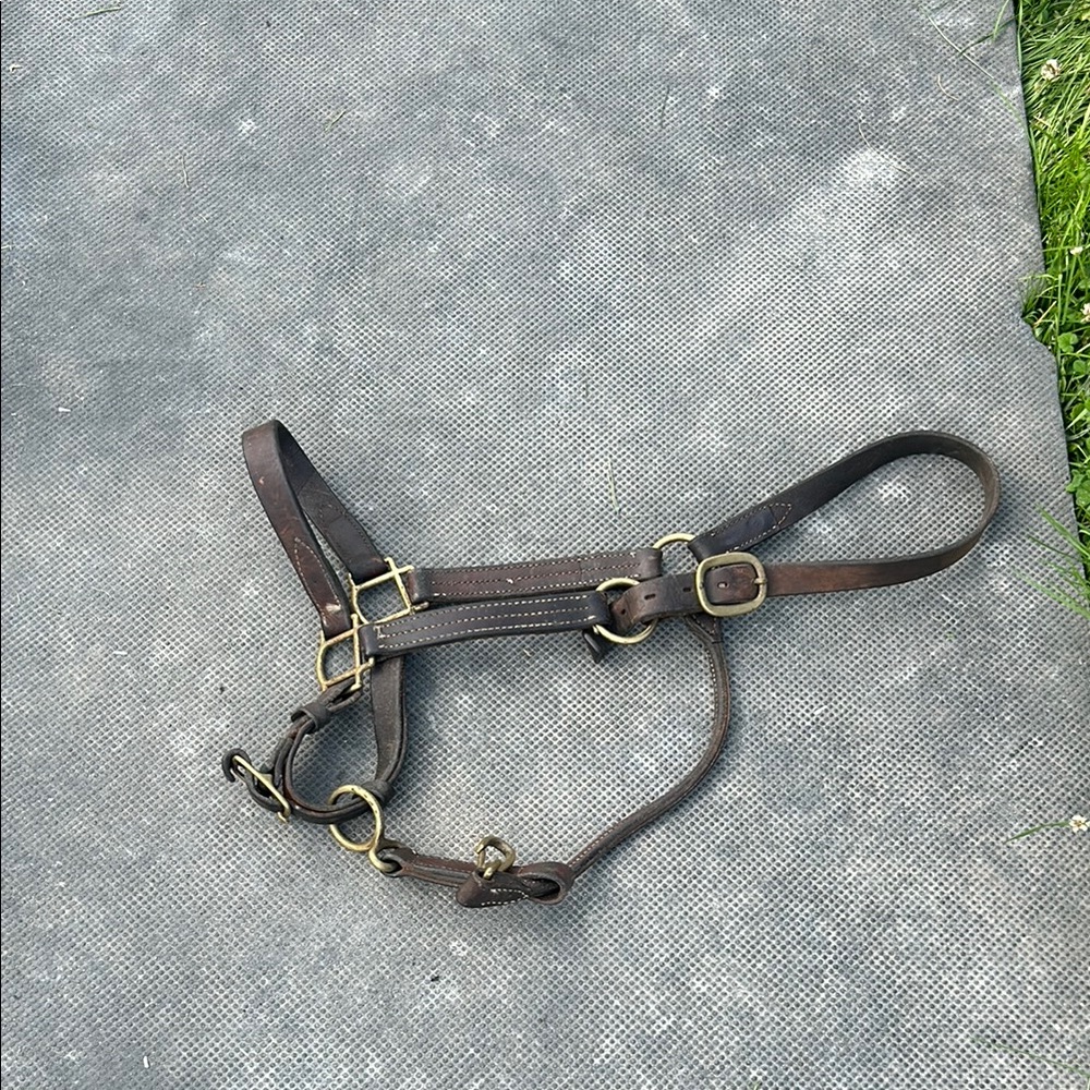 Brown Leather Horse Halter